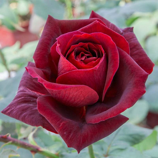 Rosa 'Papa Meilland', Rose 'Papa Meilland', Rosa 'MEIcesar', Rosa 'MEIsar', Hybrid Tea Roses, Shrub Roses, Red roses, Dark roses, Rose bush